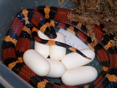 obrazky/lampropeltis-triangulum-annulata.jpg